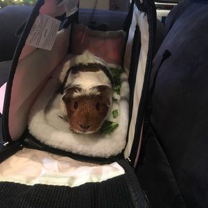 Meet your Posher, Tara